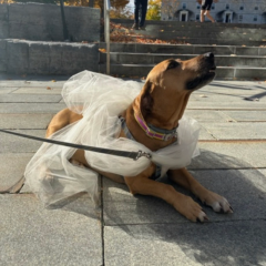 brown dog wrapped in toule