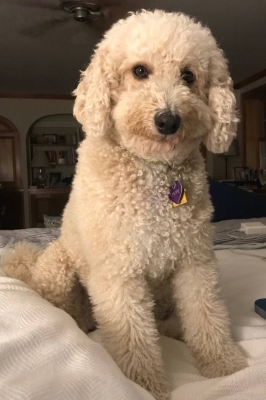 A white and tan golden-doodle.