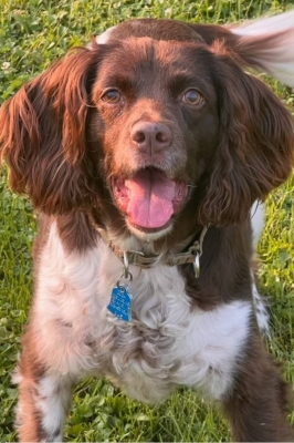 A brown and white springer spaniel