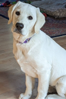 A white golden lab
