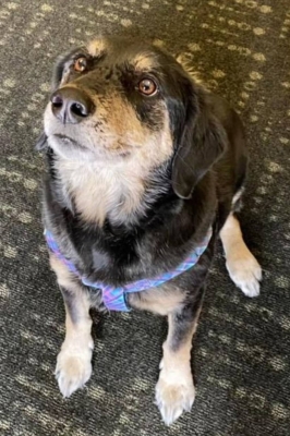 a black, tan, and white mutt (dog) with a purple harness